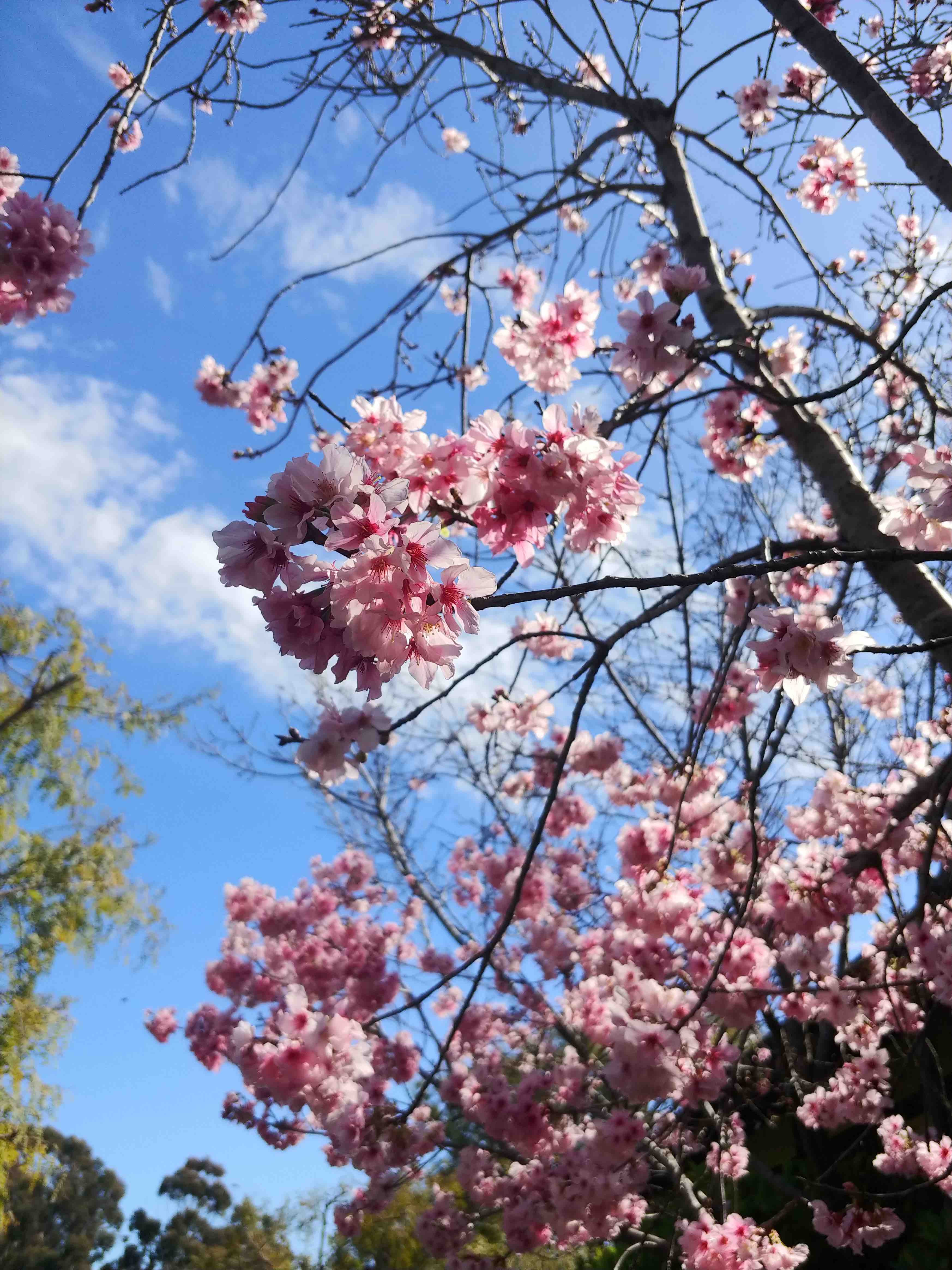 Cherry Blossoms, San Diego 2020